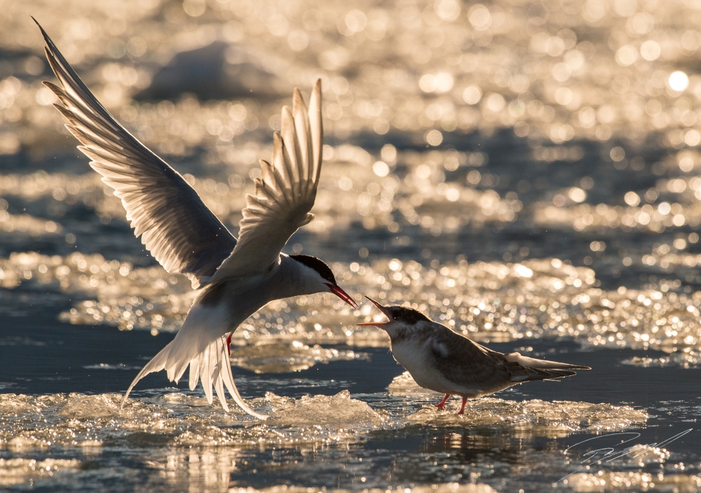 Arctic tern feeding the chick - Nikon D4s, 200-500mm @ 370mm, 1/6400sec, f/7,1 and ISO 1250