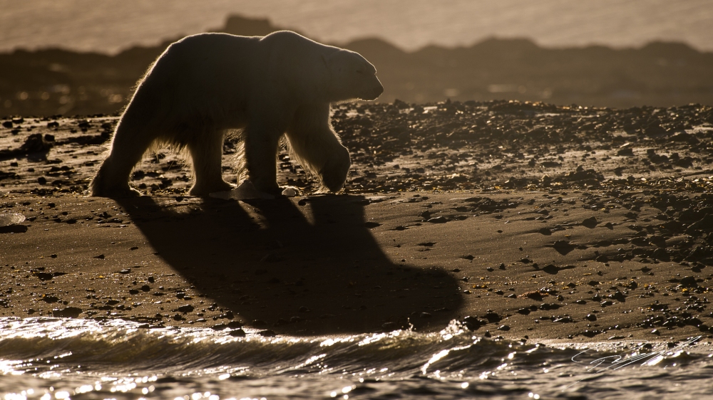 Backlit Polar bear walking on the beach - Nikon D4s, 200-500mm @ 460mm, 1/2000sec, f/8 and ISO 125